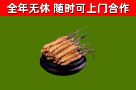 东安回收散虫草