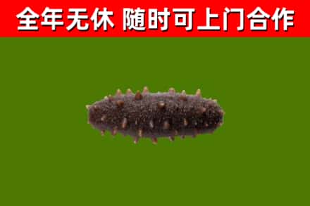 东安回收海参干